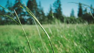 Vídeo de Psalm 23