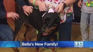 Rottweiler rescued by CBS13 photographer near Yolo Causeway adopted by new family