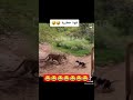 نمر ضد كلب مضحك