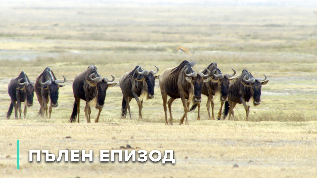 Как животните оцеляват в изолация в кратера Нгоронгоро | Дивите пейзажи на Африка 106