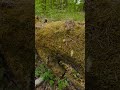 A Different look at moss