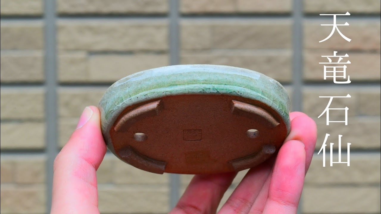 天竜石仙　盆栽鉢 imgrc0074804643.jpg