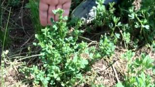 SANTA FE ÑU PORÂ PROGRAMA 161 - 21-09-2013