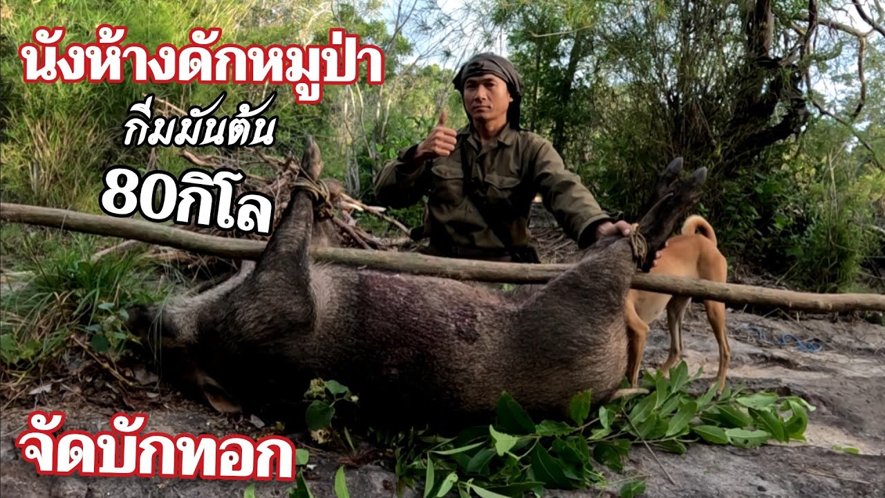 นังห้างบนต้มไม้