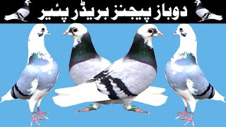 Dobaz Breeder Pair For Sale In Faisalabad Hafiz Bilal 0318-3003294