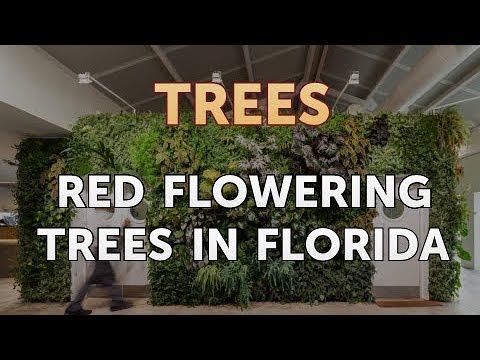 Red Flowering Trees in Florida