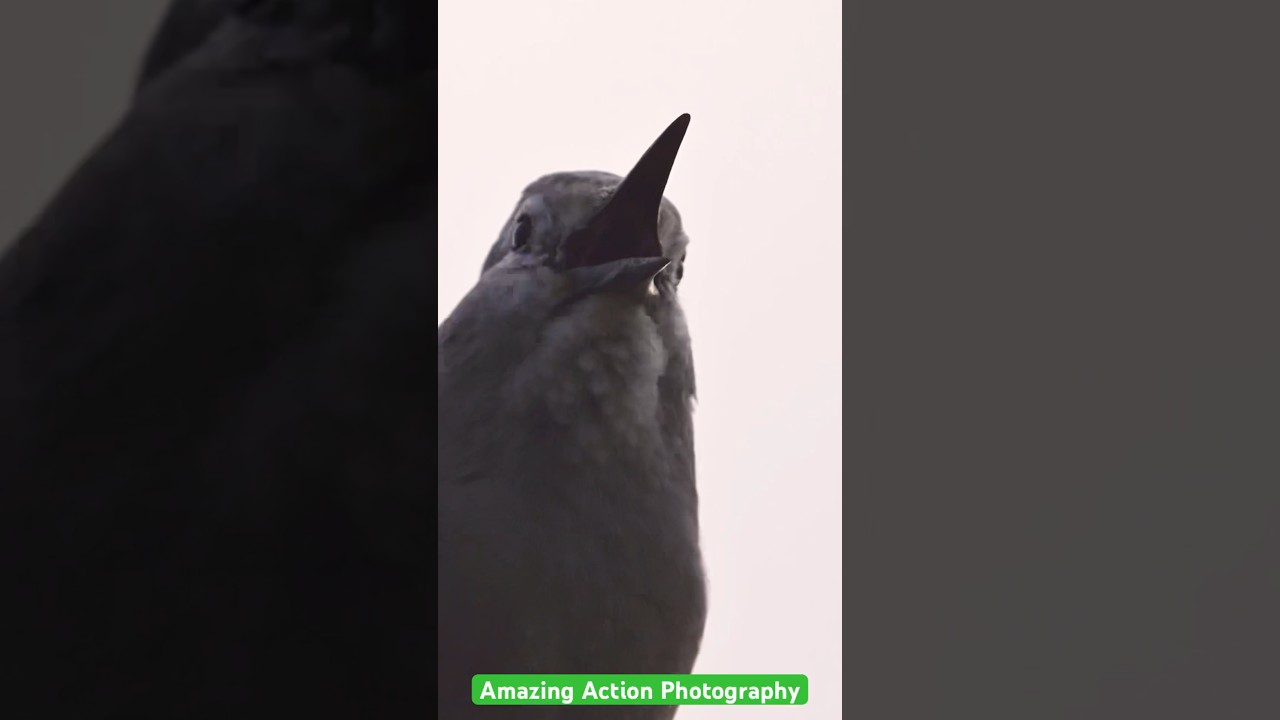 Clark’s nutcracker calling 
