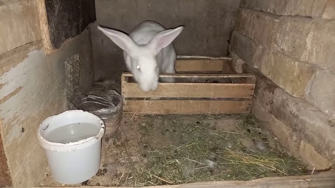 Quyonning oyogini qanday qilish kerak