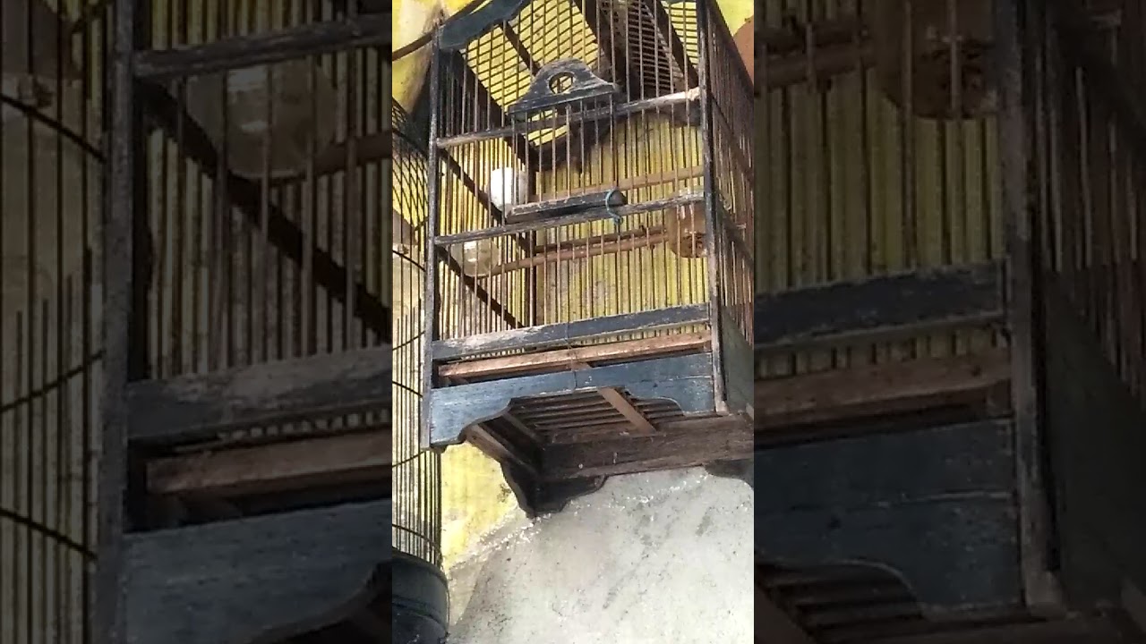 Burung Ciblek semi belajar gacor 