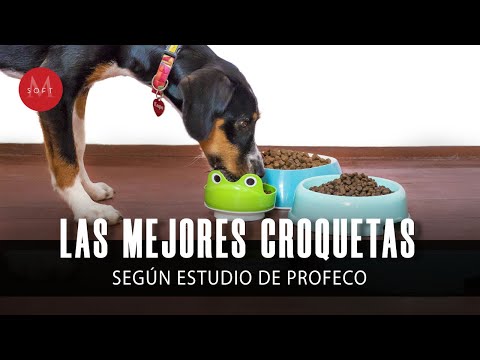 Video: Cómo hacer que un perro tire hacia arriba