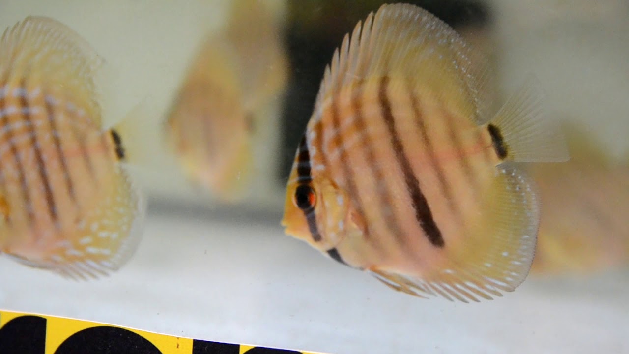 Heckel Cross Made in DiscusKiev. Дискусы Украины