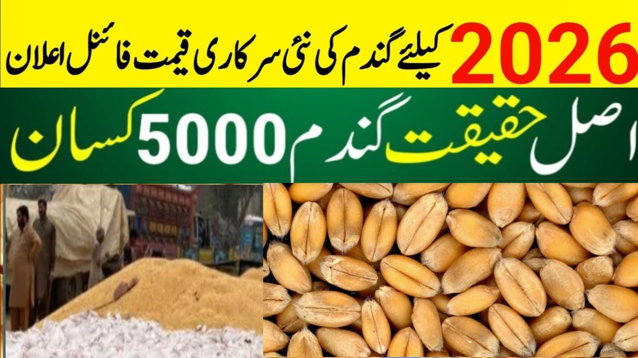 Wheat price today in punjab | Makki price in punjab today | munji till ...