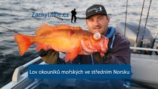 Lov okouníku mořských ve středním Norsku