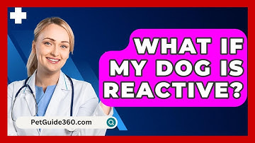 What If My Dog Is Reactive? - PetGuide360.com