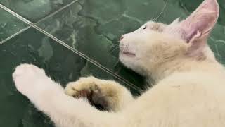 cute cat video #cat #catsounf by Vishvasichalum illenkilum 44 views 3 weeks ago 18 seconds