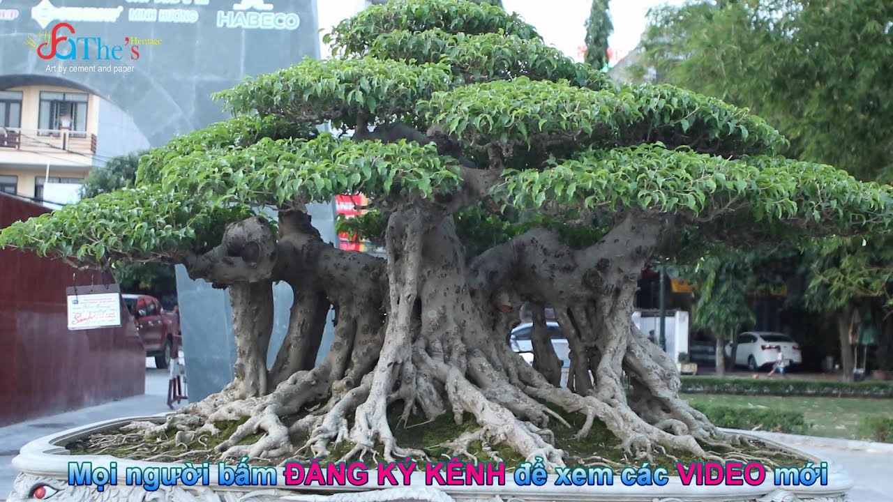 Xem 1001 Tác Phẩm Cây Cảnh, Bonsai Đẹp Nhất Việt Nam | Blog Cây Cảnh Klpt