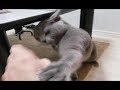 【左フック猫】戦闘民族サイヤ猫すずまろの狂暴性がわかる動画