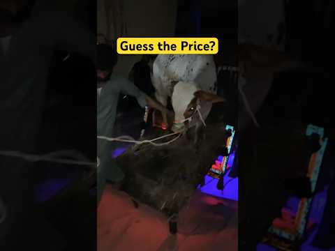 Cow Unloading - Eid 2026 | Guess the Price | Faisal Javed TV #EidUlAzha #BakraEid #eid2026 #qurbani