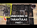 Massive Tarantula Unboxing: Meet my 19 new additions (Part 1 Pamphobeteus)