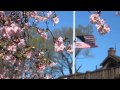 2013年のボストンの桜。BOSTON STRONG