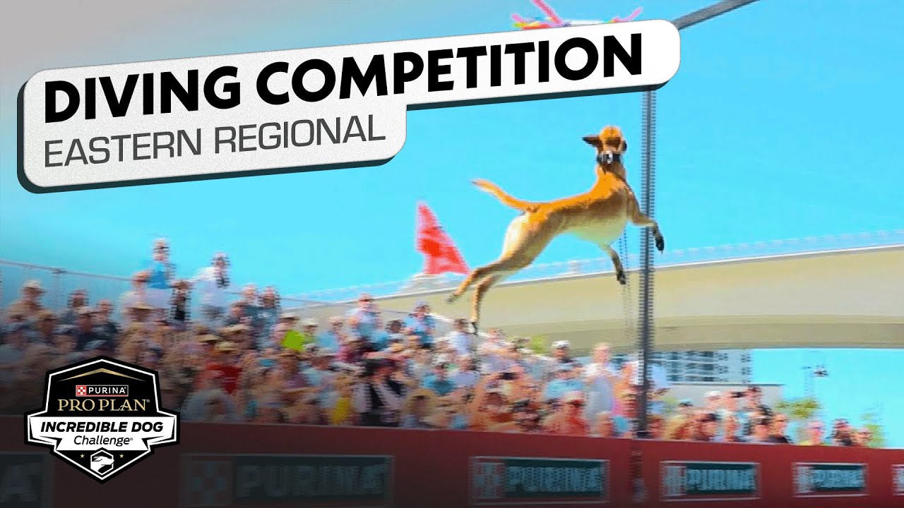 Incredible Dog Challenge: Dog Diving Eastern Regional | NBC Sports