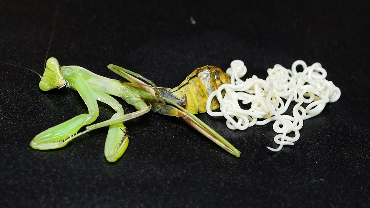 カマキリから そうめん 出てきたので食ってみた 寄生虫 Youtube カマキリから そうめん 出てきたので食ってみた 寄生虫 Youtube