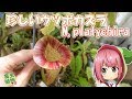 【4K】ウツボカズラ Nepenthes platychilaの紹介 【食虫植物TV】