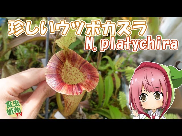 N*a様 ウツボカズラ　ネペンテス　N.プラティチラ　食虫植物 4K】ウツボカズラ Nepenthes platychilaの紹介 【食虫植物TV】 - YouTube