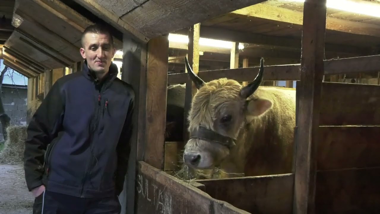 - KRAVE I BIKOVI SU MOJ ŽIVOT, NE ZANIMAJU ME NI AUSTRIJA NI NJEMAČKA