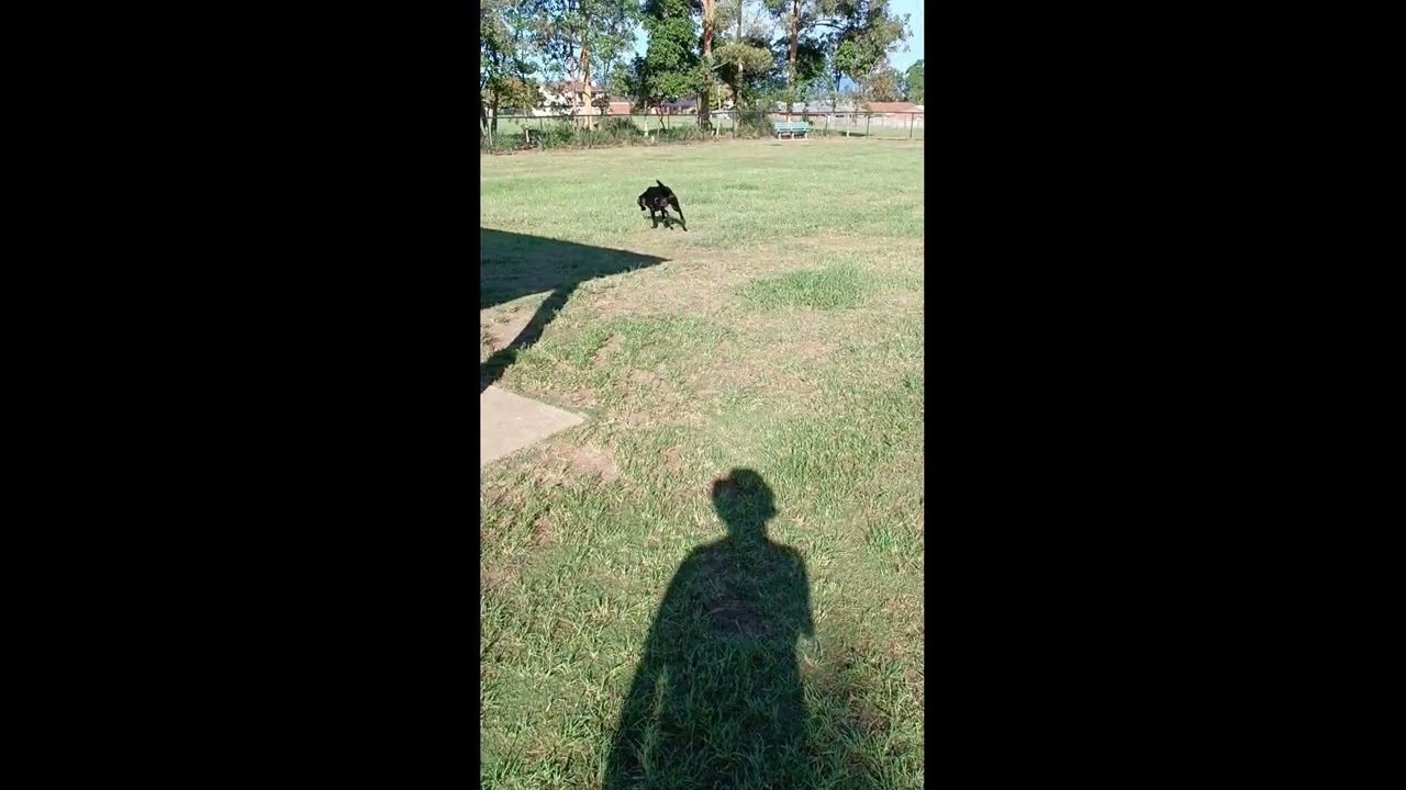 04 April 2023 Archie. Ball. Search.