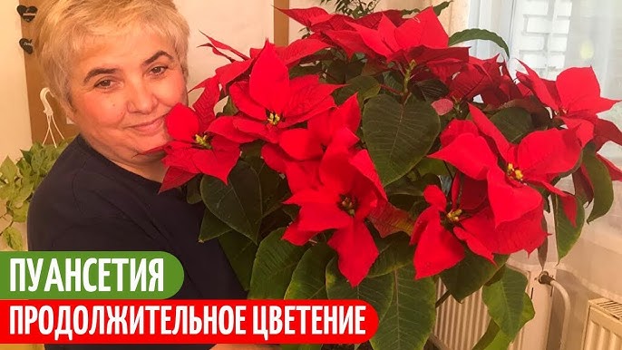 Пуансеттия: как сохранить и размножить «рождественскую звезду»