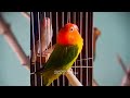 TERAPI Tarung Ngekek LOVEBIRD Paud VS LOVEBIRD Fighter