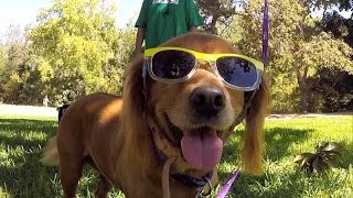 Bark in the Park 2015
