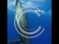 아기에게 젖을 먹이는 어미 향유고래 | CCTV 한국어방송