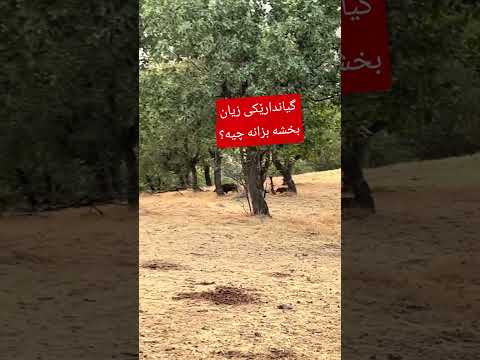 لای ئێوە بەچ ناوێک ناوی ئەبەن