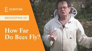 Beekeeping 101: How far do bees forage for food? - Dr Mark Goodwin