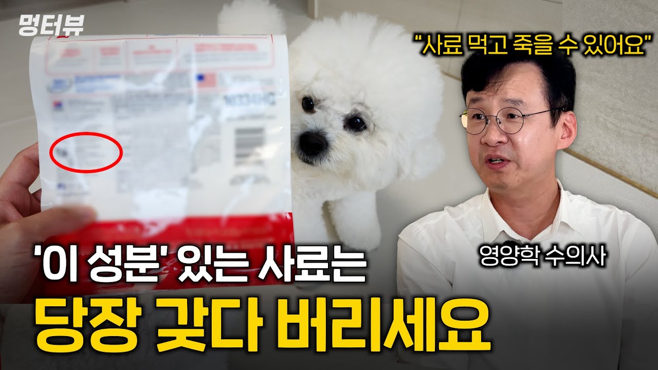 유기견 사체로 만든 사료? 영양학 수의사가 알려주는 좋은 사료, 영양제 꿀팁 | 멍터뷰ep.30