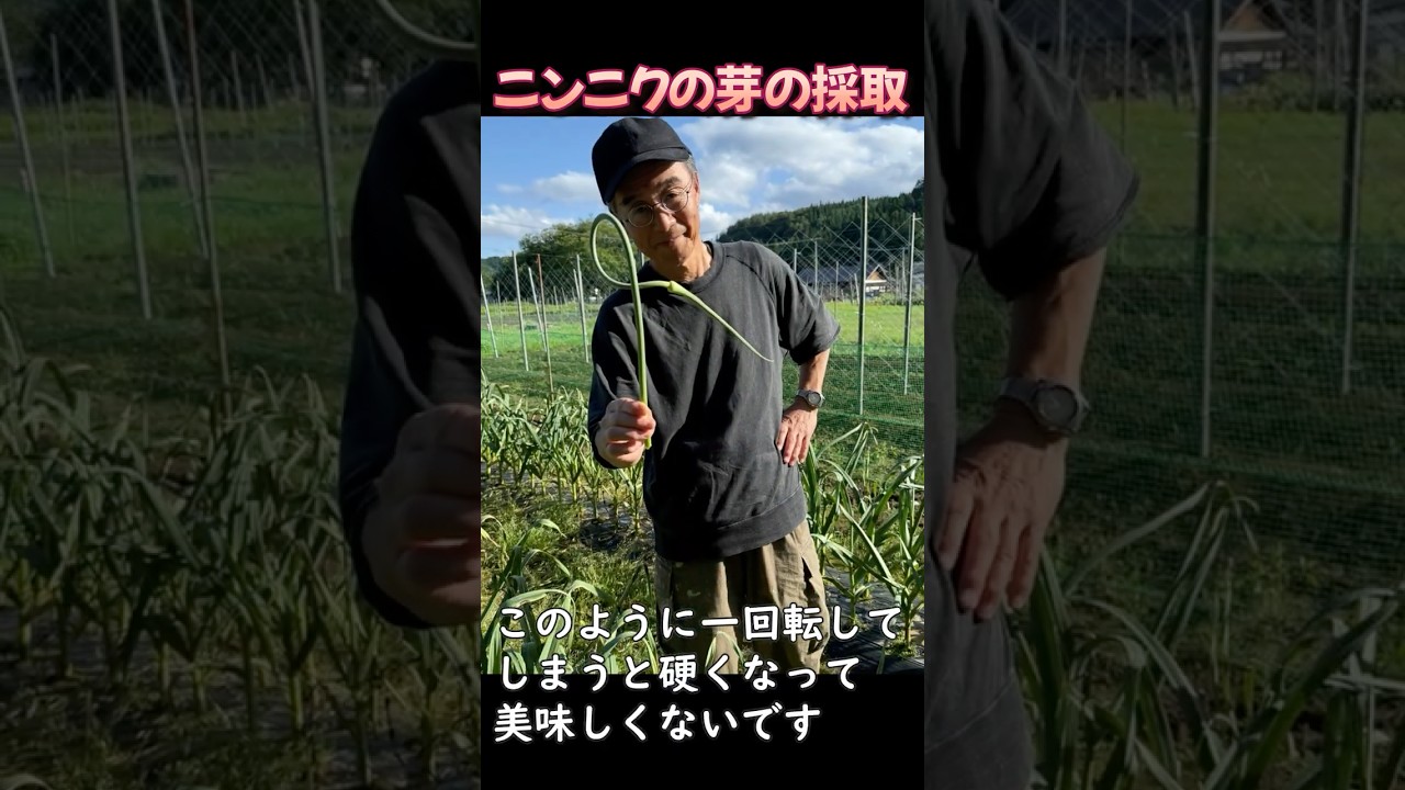 ニンニクの芽を採取するショート動画:2026年版