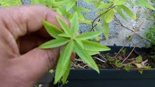 Permakulturas Teknikas 03