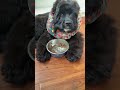 💓💓💓 #DogCareTips#DogLovers#shorts#short#goviral