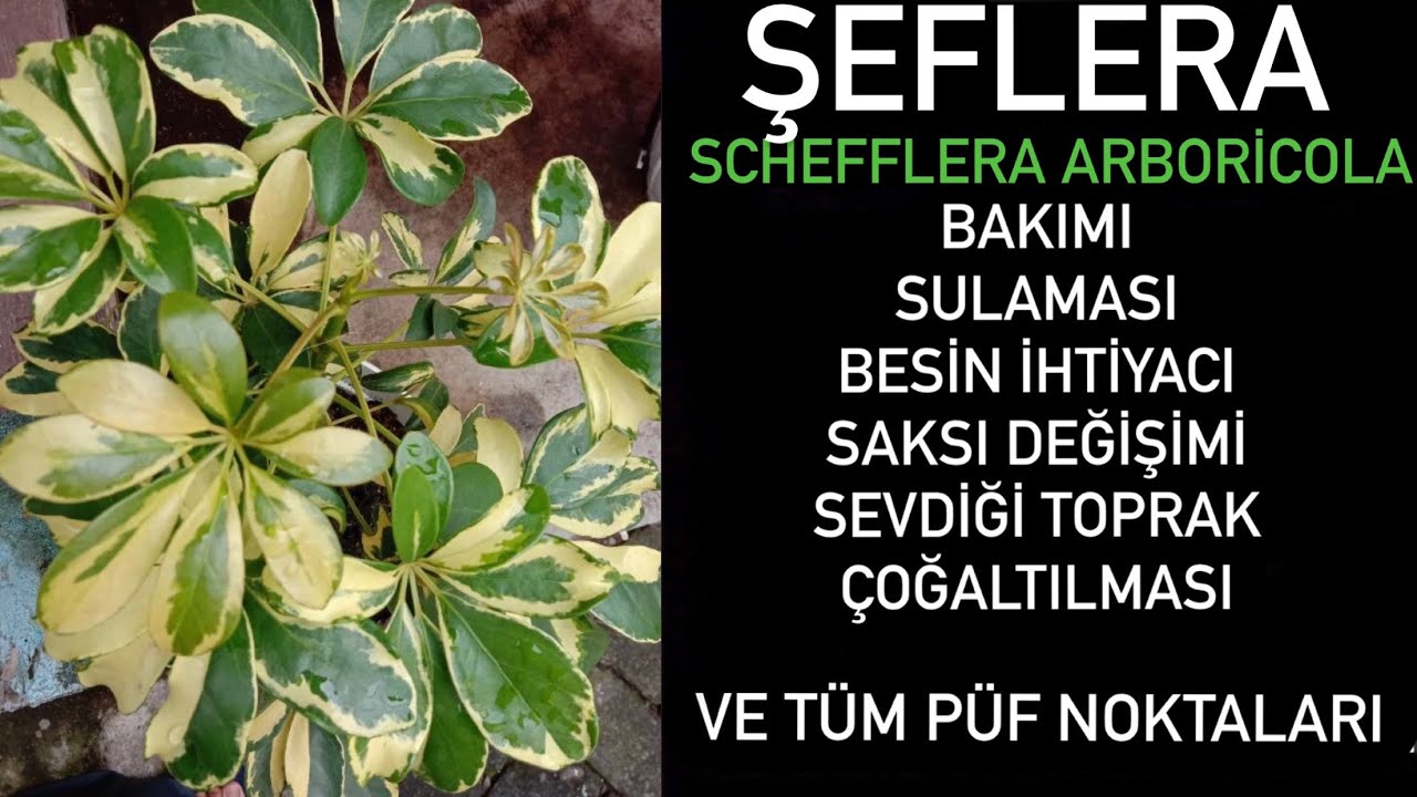 Schefflera Arboricola - Şeflera Bakımına Dair Tüm Püf Noktalar Bu Videoda..