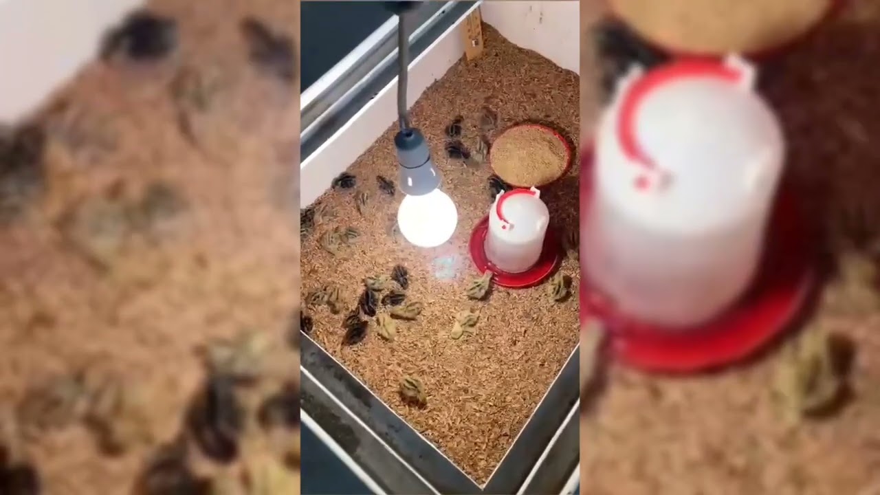 خلطة اعلاف الدواجن للتسمين