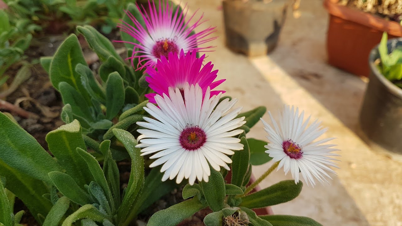 452 Ice Plant Ke Baare Me Puri Jaankari Information About Ice Plant Youtube