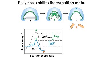 Enzymes stabilize transition states