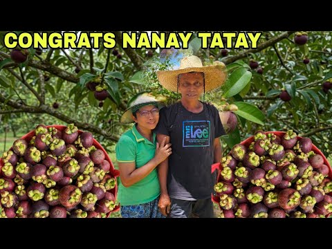 Hitik na hitik sa bunga  mangoesteen...Congrats nanay tatay nagbunga na mga tanim nyong prutas 