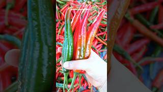 Harvest Chili 🌶️