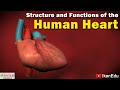 Understanding the Heart and Circulatory System