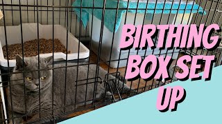 Set Up Your Cats BIRTHING BOX with me screenshot 3