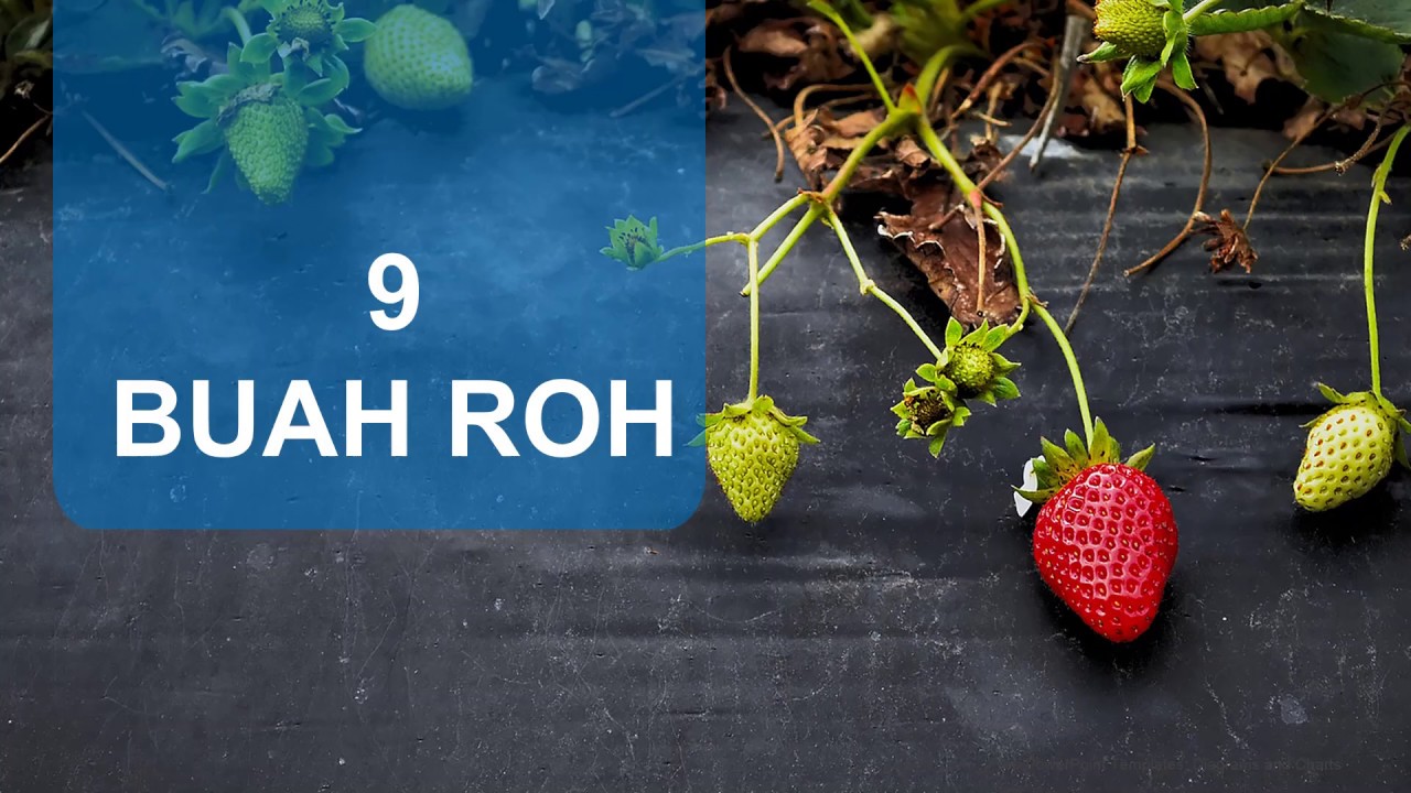 9 BUAH ROH - SAAT TEDUH #39 - YouTube