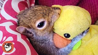 Orphaned Baby Squirrel Couldn't Sleep Without His Little Duck